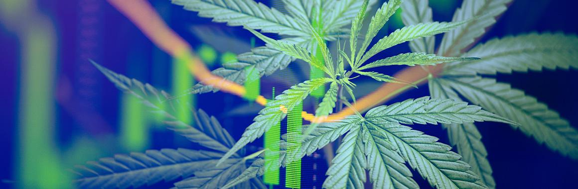 How to Invest in Stocks of Marijuana Producers?