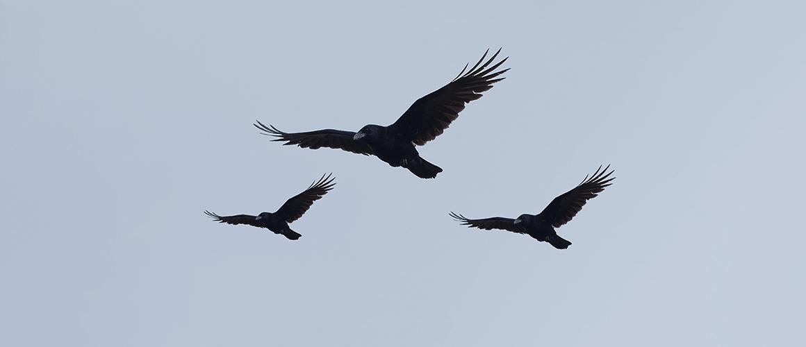 How to Trade Three Black Crows Candlestick Pattern