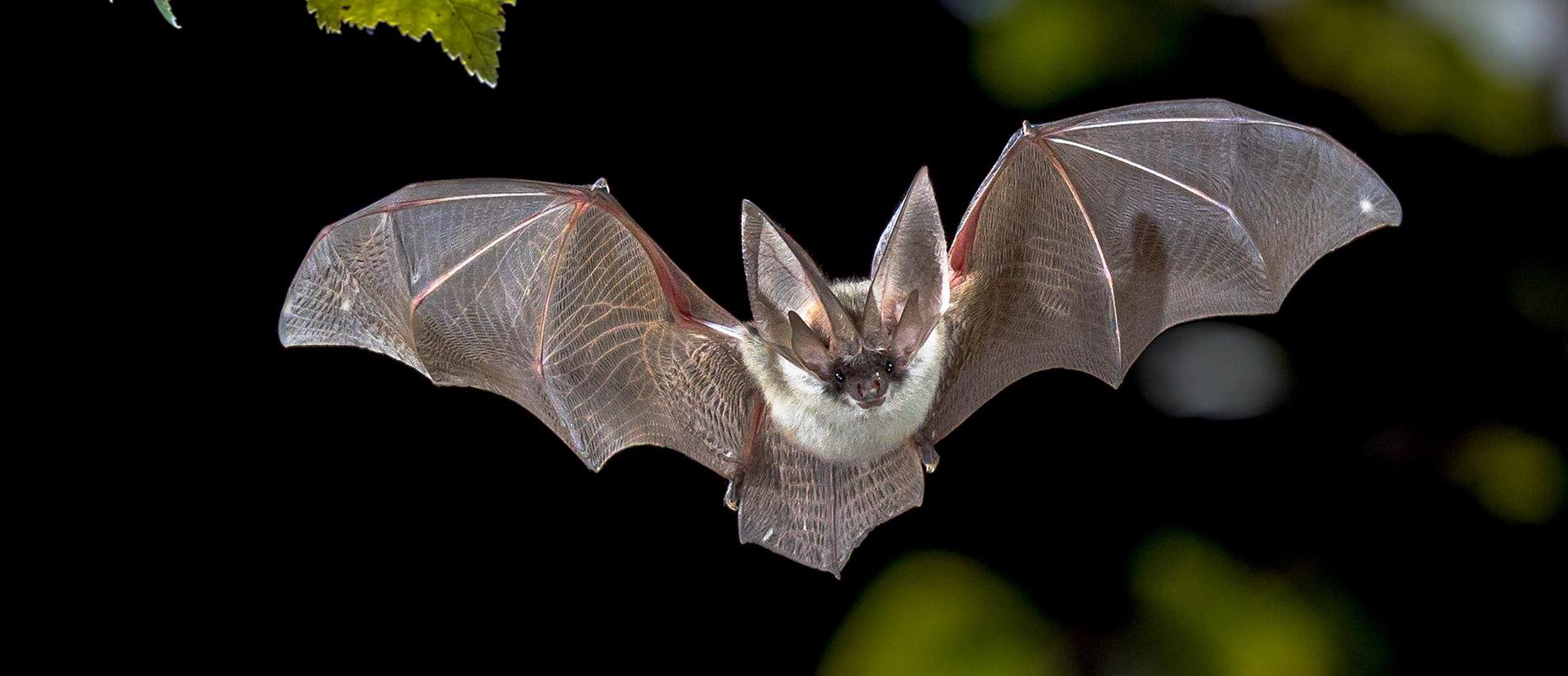 How to Trade the Bat Pattern